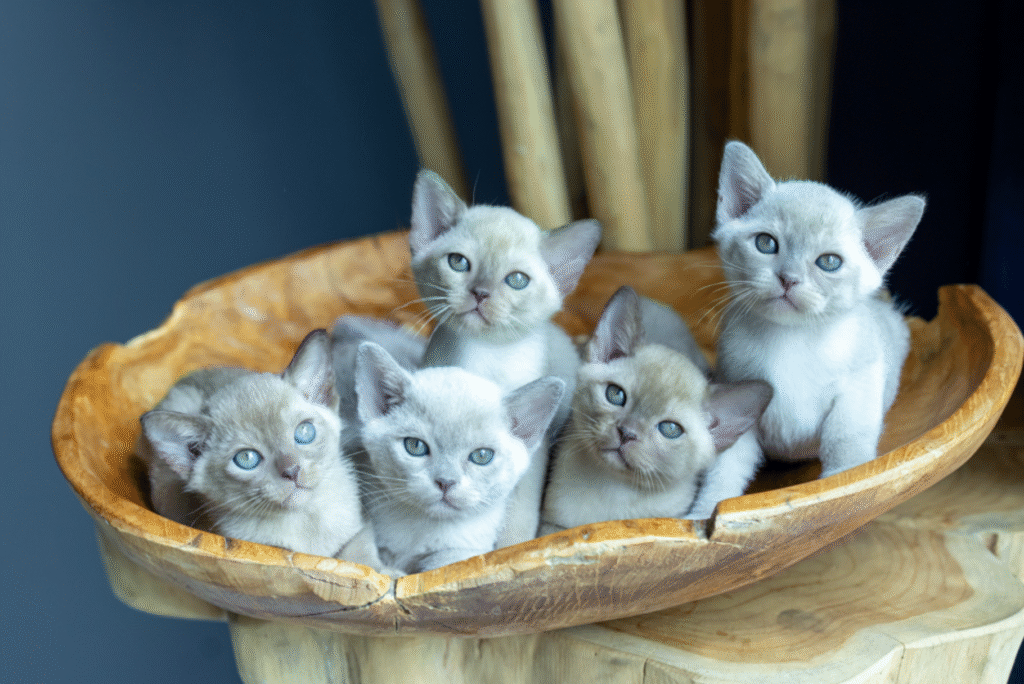 What to prepare at home before your kitten arrives